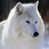 artic wolf